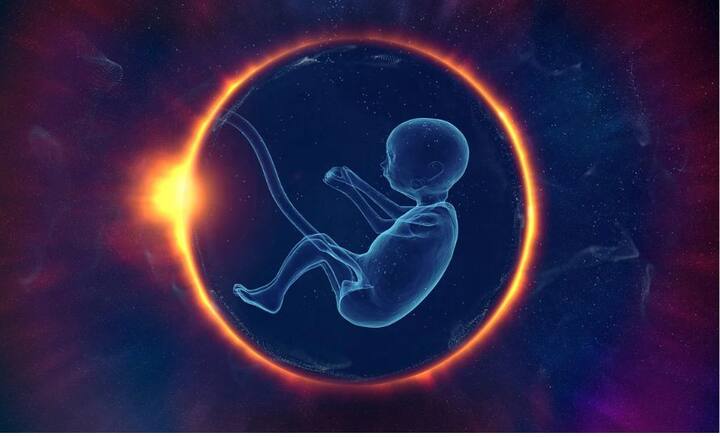 শুক্রাণু, ডিম্বাণু এবং জননকোষ ছাড়াই ভ্রূণের জন্মে তোলপাড় পড়ে গিয়েছে। ইউনিভার্সিটি এফ কেমব্রিজ এবং ক্যালিফোর্নিয়া ইনস্টিটিউট অফ টেকনোলজি এই অসাধ্য সাধন করেছে। স্টেম কোষের সাহায্যে সেখানকার বিজ্ঞানীরা কৃত্রিম মানবভ্রূণ তৈরি করে ফেলেছেন। বিবর্তনের একেবারে গোড়ার দিকে যেমন ছিল মানুষের গড়ন, ঠিক তেমন ভ্রূণ তৈরি করা গিয়েছে আপাতত। আগামী দিনে এই গবেষণায় ভর রে জিনগত অসুখ থেকে গর্ভপাত, এমন একাধিক সমস্যার সমাধান হতে পারে। ছবি: পিক্সাবে।