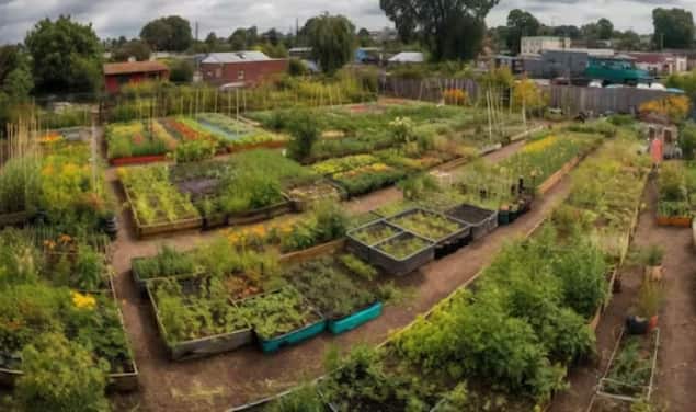 ਜੇਕਰ ਤੁਸੀਂ ਵੀ ਕਿਚਨ ਗਾਰਡਨਿੰਗ ਦੇ ਸ਼ੌਕੀਨ ਹੋ ਤਾਂ ਇਹ ਖਬਰ ਤੁਹਾਡੇ ਲਈ ਹੈ। ਬਹੁਤ ਸਾਰੇ ਲੋਕ ਕਿਚਨ ਗਾਰਡਨਿੰਗ ਦੇ ਦੀਵਾਨੇ ਹੁੰਦੇ ਹਨ ਪਰ ਉਨ੍ਹਾਂ ਵਿੱਚੋਂ ਕਈ ਸਰਦੀਆਂ ਵਿੱਚ ਇਹ ਫੈਸਲਾ ਨਹੀਂ ਕਰ ਪਾਉਂਦੇ ਹਨ ਕਿ ਉਨ੍ਹਾਂ ਨੂੰ ਆਪਣੇ ਬਗੀਚੇ ਵਿੱਚ ਕਿਹੜੀਆਂ ਸਬਜ਼ੀਆਂ ਜਾਂ ਫਲ ਲਗਾਉਣੇ ਚਾਹੀਦੇ ਹਨ। ਅਜਿਹੇ 'ਚ ਉਹ ਇੱਥੇ ਦੱਸੀਆਂ ਗਈਆਂ ਫਸਲਾਂ ਨੂੰ ਆਪਣੇ ਕਿਚਨ ਗਾਰਡਨ 'ਚ ਲਗਾ ਸਕਦੇ ਹਨ।