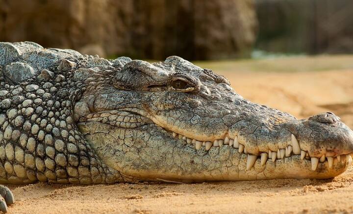 শারীরিক সম্পর্ক লিপ্ত না হয়েও সন্তানধারণ বা পার্থেনোজেনেসিস-এ সক্ষম কুমিররা, প্রমাণ মিলল আমেরিকায়। সেখানে কোনও পুরুষসঙ্গীর সংস্পর্শে না এসেও সন্তান প্রসব করেছে একটি কুমির। জনসংখ্যা বিলুপ্ত হতে চললে, প্রাকৃতিক ভাবে কখনও কখনও এমন ঘটে বলে দাবি বিজ্ঞানীদের একাংশের। কিছু সাপের ক্ষেত্রে এমন ঘটনার নজির রয়েছে। কুমিরের ক্ষেত্রে এই প্রথম এর প্রমাণ মিলল। ওই কুমিরের ছানাটি হুবহু তার মায়েরই প্রতিরূপ বলে জানা গিয়েছে। মা কুমিরটি রীতিমতো বন্দি অবস্থায় সন্তান প্রসব করেছে। ছবি: পিক্সাবে।