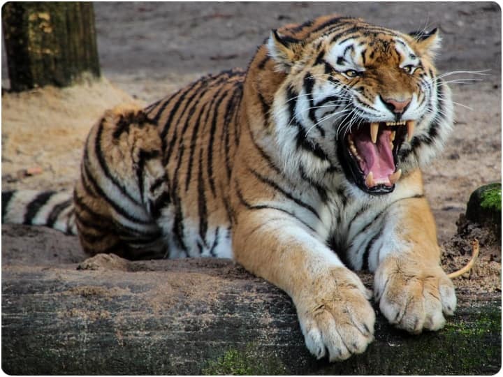Madhya Pradesh highest population of tigers and highest number of deaths Know Reason abpp एक राज्य जहां बाघों की सबसे ज्यादा आबादी, वहीं सबसे ज्यादा मौत भी! क्यों?