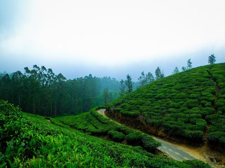 IRCTC Ooty Tour: अगर आप नए साल पर कहीं घूमने का प्लान बना रहे हैं तो आईआरसीटीसी आपके लिए ऊटी के लिए शानदार टूर पैकेज लेकर आया है.