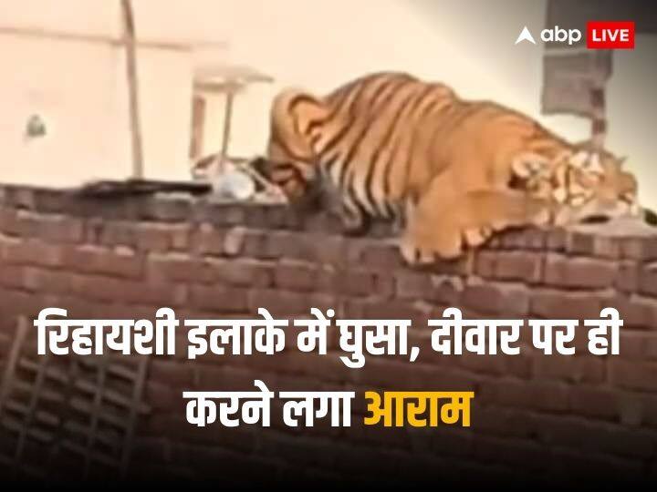 Watch Tiger Entered in the residential area started resting on the wall video goes viral Watch: रिहायशी इलाके में घुसा, दीवार पर ही करने लगा आराम, सोशल मीडिया पर बाघ का मजेदार वीडियो वायरल