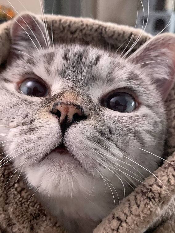 830 करोड़ की है ये बिल्ली?