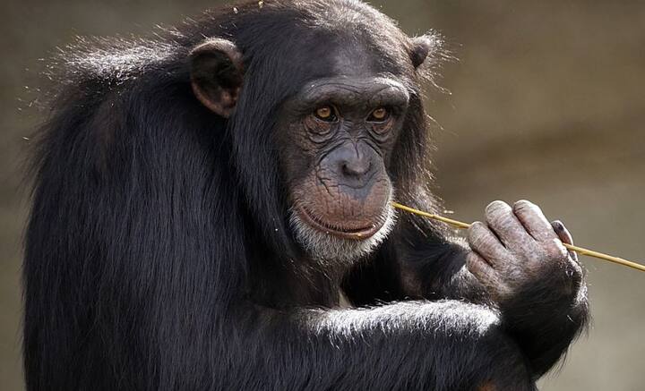 মানুষের মতো শিম্পাজিদেরও মেনোপজ বা ঋতুজরা হয় বলে আবিষ্কার করা গিয়েছে এ বছরই। এতদিন তিমি-সহ কিছু বাছাই করা প্রাণীর ঋতুজরা হয় বলে প্রমাণ মিলেছিল। কিন্তু দীর্ঘকাল জীবিত থাকা প্রাণীদের শরীরে কী পরিবর্তন ঘটে, কতদিন সন্তানধারণের ক্ষমতা থাকে তাদের, এই প্রশ্নের উত্তর পেতে মরিয়া ছিলেন জীববিজ্ঞানীরা। শিম্পাঞ্জিদের প্রস্রাবের মাধ্যমে নির্গত হরমোন পরীক্ষা করে দেখা গিয়েছে, তাদের ঋতুজরা হয় ৫০ বছরের আশেপাশে। ছবি: পিক্সাবে।