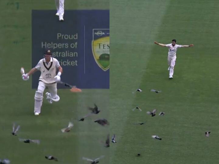 AUS vs PAK 2nd Test Australia Marnus Labuschagne and Pakistan Hasan Ali flown pigeons from Stadium watch video Watch: ऑस्ट्रेलिया-पाकिस्तान टेस्ट में दिखा गज़ब नज़ारा, पहले लाबुशेन और फिर हसन अली ने मैदान से भगाए कबूतर; देखें वीडियो