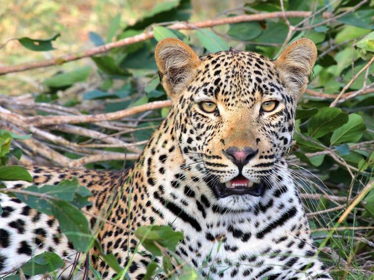 Nashik Leopard death news found on farm in Makhmalabad area maharashtra Marathi News Nashik Leopard News : नाशकात आढळला बिबट्याचा मृतदेह; फोटोसेशनसाठी नागरिकांची झुंबड