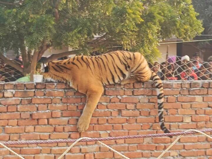 Tiger Tranquilised By Forest Officers After Roaming Into Uttar pradesh Village Watch Video Watch Video : சுவரில் ஒய்யாரமாக படுத்துறங்கிய புலி: இரவு முழுவதும் கண் விழித்த மக்கள் - பரபரப்பு வீடியோ