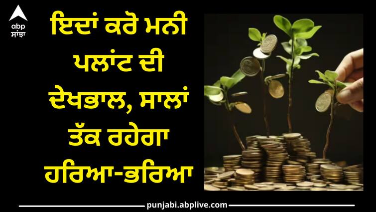 money-plant-caring-tips-know-how-it-will-remain-green-for-years Money Plant Caring Tips: ਇਦਾਂ ਕਰੋ ਮਨੀ ਪਲਾਂਟ ਦੀ ਦੇਖਭਾਲ, ਸਾਲਾਂ ਤੱਕ ਰਹੇਗਾ ਹਰਿਆ-ਭਰਿਆ