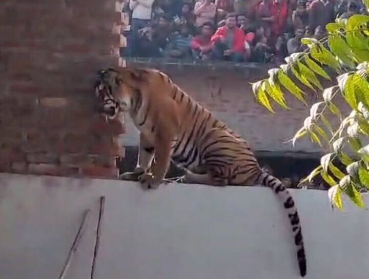 Pilibhit Tiger sit on farmer house wall for hours viral video ann Pilibhit Tiger: रातभर किसान के घर पर बैठा रहा बाघ, दहशत में जगे रहे ग्रामीण, कड़ी मशक्कत के बाद ट्रेंकुलाइज कर दबोचा
