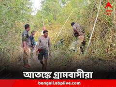 দাপিয়ে বেড়াচ্ছে রয়্যাল বেঙ্গল, পাথরপ্রতিমার গ্রামে আতঙ্ক