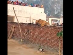 Big Cat Napping On Wall In UP Leaves Crowd Awestruck: Watch