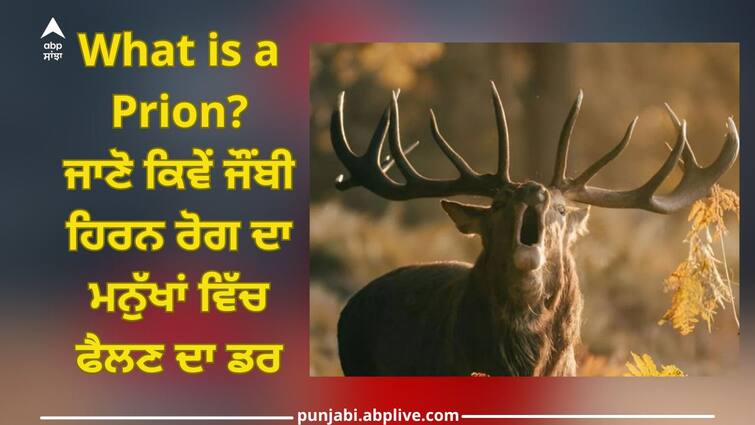 What is a Prion? Fears of Zombie Deer disease epidemic spreading among humans erupts ਪ੍ਰਿਓਨ ਕੀ ਹੈ?  ਜਾਣੋ ਕਿਵੇਂ ਜੌਂਬੀ ਹਿਰਨ ਰੋਗ ਦਾ ਮਨੁੱਖਾਂ ਵਿੱਚ ਫੈਲਣ ਦਾ ਡਰ