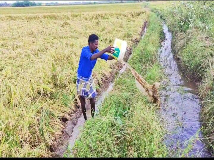 Sivaganga farmers draining water with a bucket of water that seeps into the field ready for harvest - TNN அறுவடைக்கு தயாரான வயலுக்குள் புகுந்த கண்மாய் நீர்; வாளி மூலம் வெளியேற்றும் சிவகங்கை விவசாயிகள் 