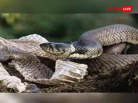 આ વાતનું રાખો ધ્યાનઃ ઘરમાં સાપની કાંચળી રાખતી વખતે ધ્યાન રાખો કે તૂટેલી ન હોવી જોઈએ. તૂટેલી કાંચળી ઘરમાં રાખવાથી કોઈ ફાયદો નથી.