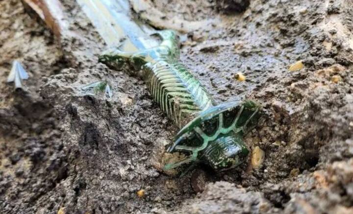 এ বছর জার্মানিতে ব্রোঞ্জের তলোয়ার উদ্ধার রয়েছে সাতটি। সেগুলি ব্রোঞ্জযুগে তৈরি বলে মত বিশেষজ্ঞদের। পাশাপাশি মধ্যযুগের প্রায় ৮ হাজার মুদ্রাও পাওয়া গিয়েছে। ছবি: প্রত্নতত্ত্ববিদ Ticia Verveer-এর X হ্যান্ডল থেকে সংগৃহীত।