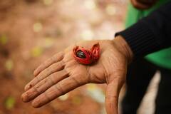 Benefits of Nutmeg : जायफळ खाण्याचे फायदे, उपयोग जाणून घ्या?