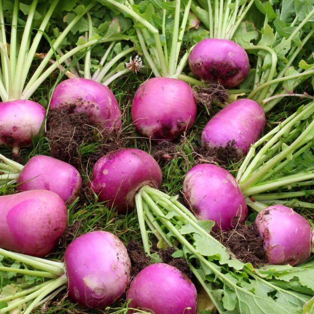 Benefits of eating Turnip in winter ਬਿਮਾਰੀਆਂ ਦਾ ਜੜ੍ਹ ਤੋਂ ਖਤਾਮਾ ਕਰਨ ਸ਼ਲਗਮ ਹੈ ਮਦਦਗਾਰ, ਦੇਖੋ ਕੀ ਕੀ