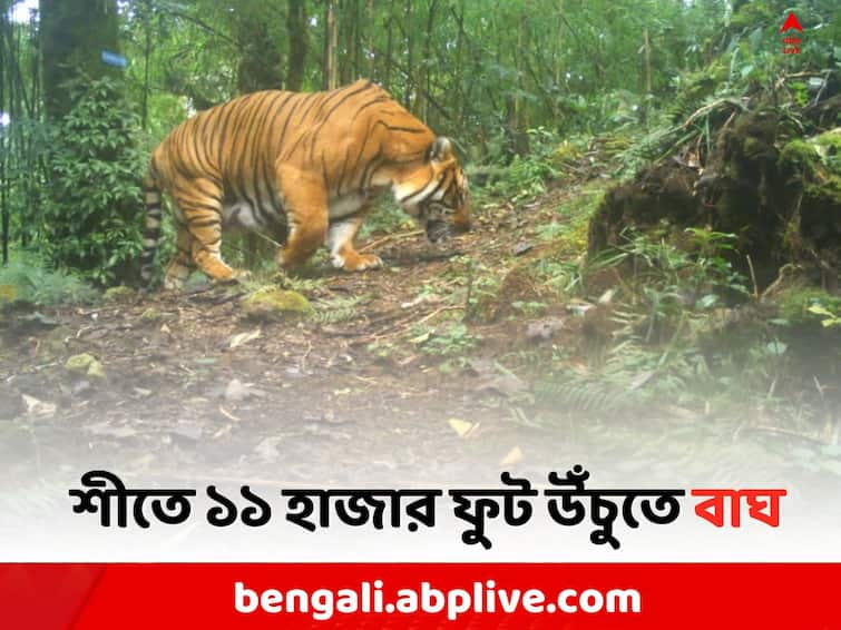 Royal Bengal Tiger visit on 11 thousand high hill area in Kalimpong Kalimpong News: হাড় কাঁপানো শীতের মাঝেই সমতল থেকে ১১ হাজার ফুট উঁচুতে রয়্যাল বেঙ্গল টাইগার !