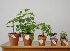 Plant care in winter: ਸਰਦੀਆਂ ‘ਚ ਘਰ ਦੇ ਪੌਦੇ ਖਾਰਬ ਨਾ ਹੋਣ, ਰੋਜ਼ 5 ਮਿੰਟ ਕਰ ਲਓ ਇਹ ਕੰਮ