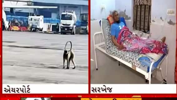 Ahmedabad | Monkey Terror | เชตเชพเชเชฆเชฐเชพเช 30 เชฒเซเชเซเชจเซ เชญเชฐเซเชฏเชพ เชฌเชเชเชพเช, เชฒเซเชเซ เชฒเชพเชเชกเซ เชฒเชเชจเซ เชซเชฐเซ เชฐเชนเซเชฏเชพ เชเซ
