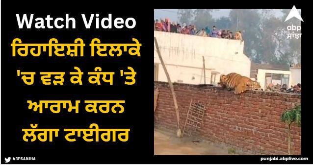 Viral Video Tiger resting wall Gurudwara Uttar Pradesh crowd gathered watch Viral Video: ਰਿਹਾਇਸ਼ੀ ਇਲਾਕੇ 'ਚ ਵੜ ਕੇ ਕੰਧ 'ਤੇ ਆਰਾਮ ਕਰਨ ਲੱਗਾ ਟਾਈਗਰ, ਸੋਸ਼ਲ ਮੀਡੀਆ 'ਤੇ ਮਜੇਦਾਰ ਵੀਡੀਓ ਵਾਇਰਲ