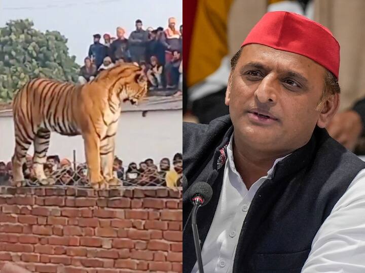Akhilesh Yadav React on viral video of a tiger strolling in Pilibhit UP News: पीलीभीत में टहलते हुए बाघ का वीडियो देख अखिलेश यादव ने जताई चिंता, कहा- 'जीवन का मोल..'