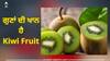 Health Benefits of Kiwifruit: ਸਿਰਫ ਪਲੇਟਲੈਟਸ ਹੀ ਨਹੀਂ ਵਧਾਉਂਦਾ ਸਗੋਂ ਇਨ੍ਹਾਂ ਬਿਮਾਰੀਆਂ ਵਿੱਚ ਵੀ ਫਾਇਦੇਮੰਦ ਹੈ ਕੀਵੀ ਦਾ ਰੋਜ਼ਾਨਾ ਸੇਵਨ ਕਰਨਾ