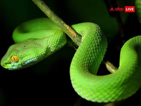 શું તમે ઘરે સાપની કાંચળી રાખી શકો છો: હા, તમે ઘરે સાપની કાંચળી રાખી શકો છો. તેને ઘરમાં રાખવું શુભ અને લાભદાયક છે. એવું માનવામાં આવે છે કે જે ઘરમાં સાપની કાંચળી રાખવામાં આવે છે ત્યાં દેવી લક્ષ્મીની કૃપા રહે છે અને ત્યાં ભોજન અને પૈસાની કમી નથી હોતી. આ ઉપરાંત નકારાત્મક શક્તિઓ પણ ઘરથી દૂર રહે છે.