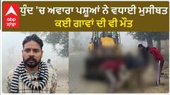 Barnala Fog| ਧੁੰਦ 'ਚ ਅਵਾਰਾ ਪਸ਼ੂਆਂ ਨੇ ਵਧਾਈ ਮੁਸੀਬਤ, ਕਈ ਗਾਵਾਂ ਦੀ ਵੀ ਮੌਤ