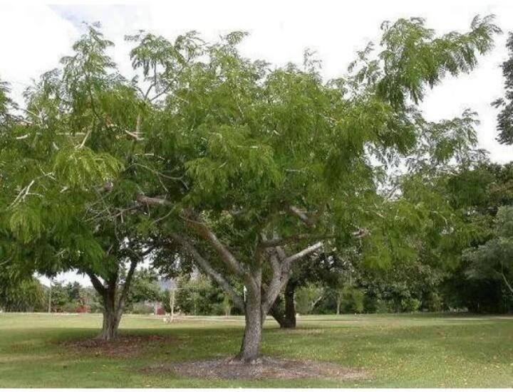 (બુધ)- જે લોકો બુધ ગ્રહથી પીડિત છે, તેમને ઘણી શારીરિક સમસ્યાઓનો સામનો કરવો પડે છે. આવી સ્થિતિમાં અપમાર્ગના છોડની પૂજા કરવાથી ફળ મળે છે.