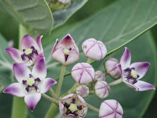 सर्दी में घुटनों का दर्द ज्यादा बढ़ गया है तो लगाएं ये खास तेल, तुरंत मिल जाएगी राहत