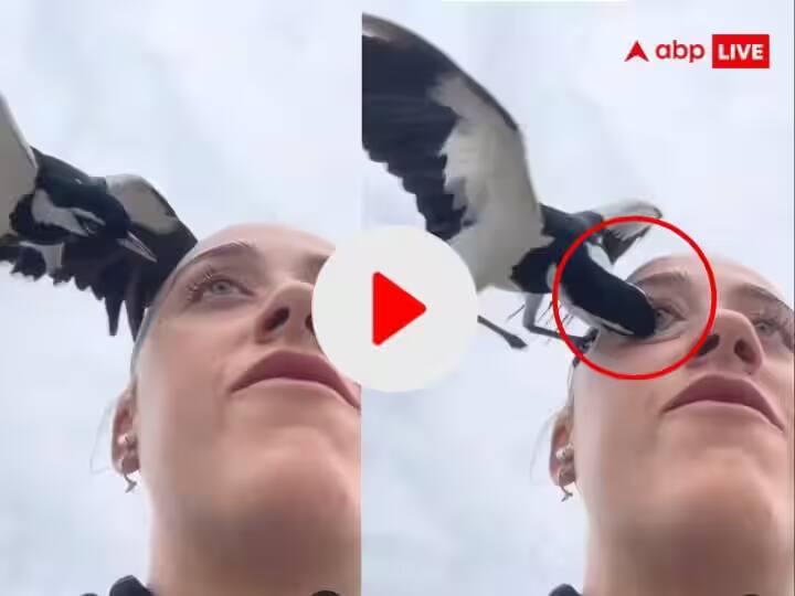 see-how-eagle-take-away-girl-eye-in-a-second-video-gets-viral VIral Video: બાજે રસ્તા પર જતી યુવતી પર હુમલો કરી કાઢી લીધી આંખ, જુઓ ચોંકાવનારો વીડિયો