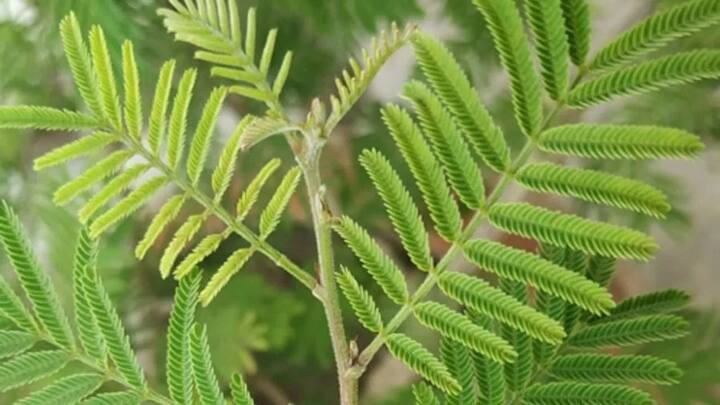 શમી (શનિ) - શમીનો છોડ શનિ ગ્રહ સાથે સંબંધિત છે. તેની પૂજા કરવાથી શનિની કૃપા પ્રાપ્ત થાય છે અને ધન, બુદ્ધિ, કાર્યમાં પ્રગતિ અને ઇચ્છિત પરિણામ પ્રાપ્ત થાય છે. તેની સાથે જ જીવનમાં આવતા અવરોધો પણ દૂર થાય છે.