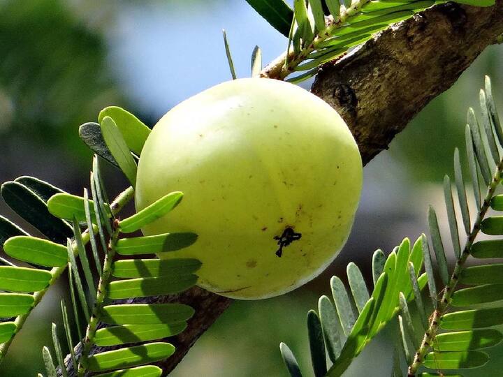 Amla Benefits  :   आवळा हे आयुर्वेदात खूप फायदेशीर असल्याचे वर्णन केले आहे . ताजा आवळा नसेल तर आवळा पावडर खा .