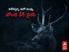 Zombie deer disease: వామ్మో ‘జోంబీ డీర్’ వైరస్ - కలకలం రేపుతోన్న మరో కొత్త మహమ్మారి, జర భద్రం