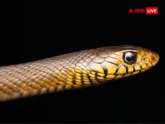 ઉપાયઃ નકારાત્મકતાની શક્તિથી છૂટકારો મેળવવા માટે સાપની કાંચળીને પીસીને હિંગ અને લીમડાના સૂકા પાનનું મિશ્રણ બનાવી લોબાગ અને ગુગલની સાથે મંગળવારે ગાયના છાણમાં બાળી લો. તેનો ધુમાડો આખા ઘરમાં ફેલાવો. તેનાથી ઘરમાંથી નકારાત્મક અથવા ખરાબ શક્તિઓ દૂર થાય છે.