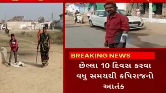 Mehsana | ધરમપુરમાં વાંદરાએ 20થી વધુ લોકોને ભર્યા બચકાં, જુઓ સ્થિતિ