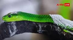 Saanp ki Kenchuli: એક મુખી રૂદ્રાક્ષ જેટલી જ પ્રભાવી છે સાપની કાંચળી, તાકાત જાણીને રહી જશો હેરાન