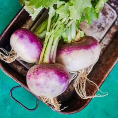 ਬਿਮਾਰੀਆਂ ਦਾ ਜੜ੍ਹ ਤੋਂ ਖਤਾਮਾ ਕਰਨ ਸ਼ਲਗਮ ਹੈ ਮਦਦਗਾਰ, ਦੇਖੋ ਕੀ ਕੀ ਨੇ ਫਾਇਦੇ