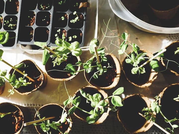 सर्दियों के दौरान तापमान में गिरावट की वजह से पौधों को नुकसान पहुंचा सकता है. यही कारण है कि सर्दियों में घर के पौधों की देखभाल करना और भी महत्वपूर्ण हो जाता है. सर्दियों में घर के पौधों को खराब होने से बचाने के लिए हर दिन पांच मिनट इन बातों का आप जरूर ध्यान रखें.