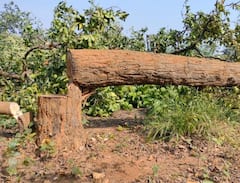 हसदेव अरण्य में पेड़ों की कटाई का क्यों हो रहा है विरोध! जानें क्या है पूरी कहानी 