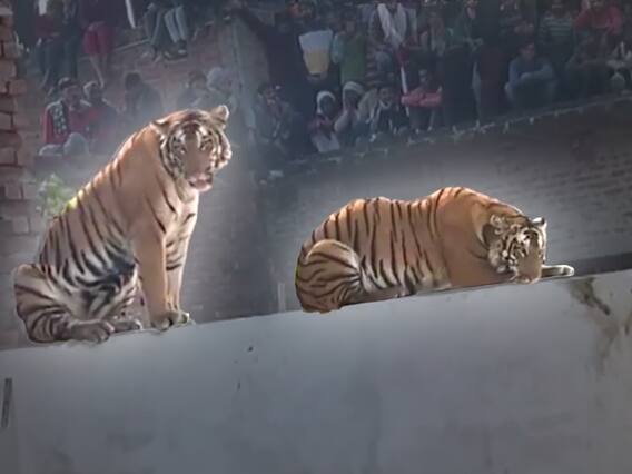 Tigress Resting at Pilibhit Wall : పిలిభిట్ లో పెద్దపులి హంగామా..గోడ మీద నిద్ర | ABP Desam