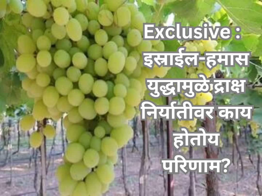 nashik grape export Impact of Israel Hamas war on maharashtra