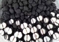 Water chestnuts: ਸਰਦੀਆਂ ‘ਚ ਉਬਲੇ ਹੋਏ ਸਿੰਘਾੜੇ ਖਾਣ ਨਾਲ ਸਰੀਰ ਨੂੰ ਹੁੰਦੇ ਜ਼ਬਰਦਸਤ ਫਾਇਦੇ, ਜਾਣੋ