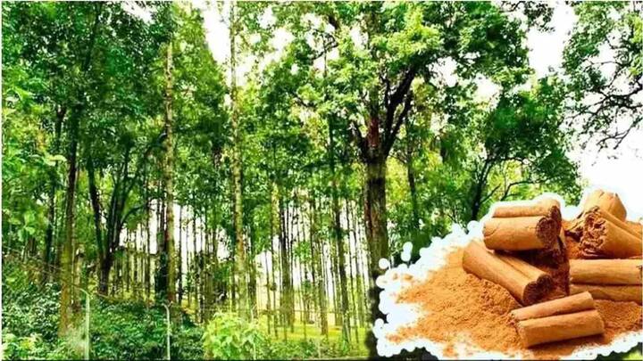 ચંદન (રાહુ)- રાહુની પીડાથી મુક્તિ મેળવવા માટે ચંદનના વૃક્ષની પૂજા કરવી જોઈએ.