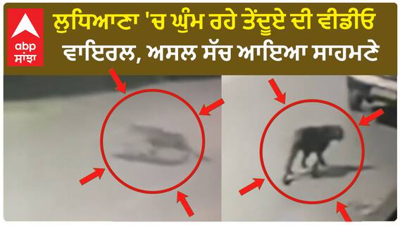 Leopard In Ludhiana New Video | ਲੁਧਿਆਣਾ 'ਚ ਘੁੰਮ ਰਹੇ ਤੇਂਦੂਏ ਦੀ ਵੀਡੀਓ ਵਾਇਰਲ, ਅਸਲ ਸੱਚ ਆਇਆ ਸਾਹਮਣੇ