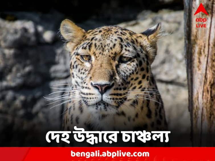 Jalpaiguri New Dooars Wounded body of leopard recovered from area tea garden Jalpaiguri News: চা বাগান সংলগ্ন এলাকা থেকে চিতাবাঘের ক্ষতবিক্ষত দেহ উদ্ধার, চাঞ্চল্য ডুয়ার্সে