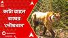 Sundarbon: নিজেদের বিপদ নিজেই ডেকে আনছে স্থানীয়রা , সুন্দরবনে একের পর এক লোকালয়ে ঢুকে পড়ছে বাঘ