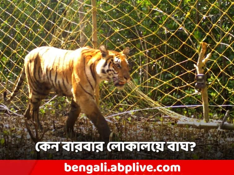 Tigers are frequently moving into the Human habitat in Sundarbans Region, forest department's response, South 24 Parganas Man Tiger Conflict: সুন্দরবনে কেন বারবার লোকালয়ে বাঘ? কী মত বনদফতরের?