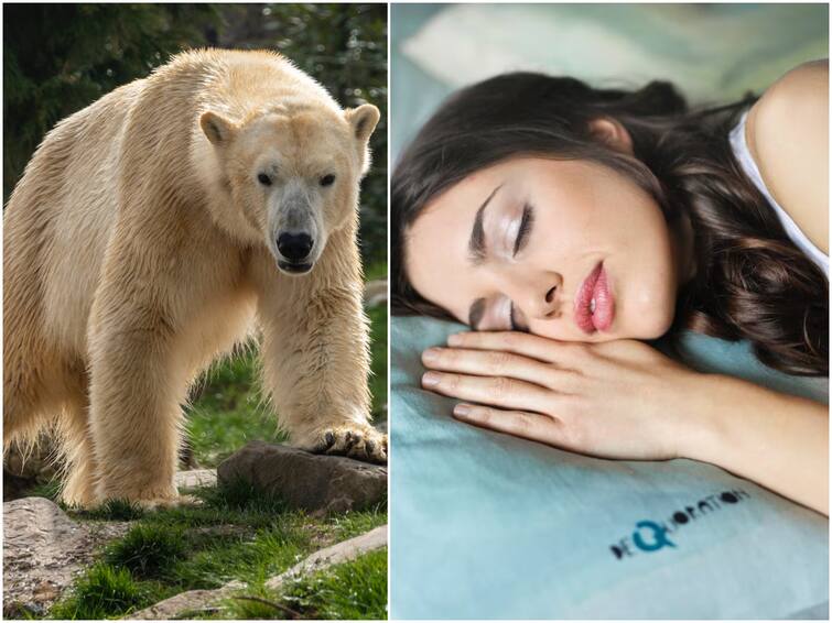 Sleeping like a bear can help humans live healthier life Bear Sleep : ఎలుగు బంటి నిద్ర గురించి మీకు తెలుసా? ఎక్కువ కాలం జీవించాలంటే అలా చేయాలట!